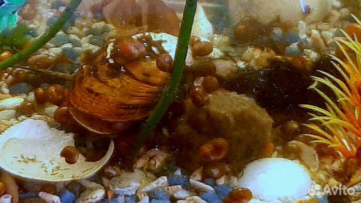 Улитки аквариумные