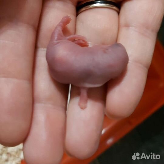 Крыса сфинкс