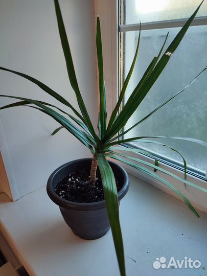 Драцена маргината