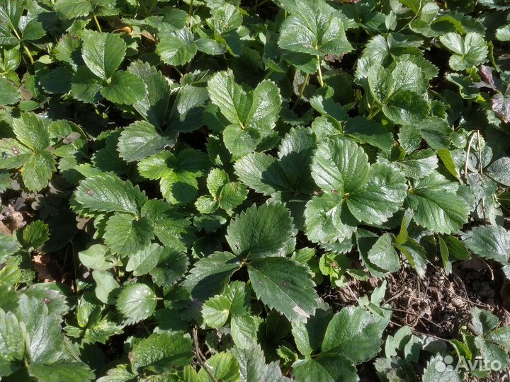 Саженцы клубники