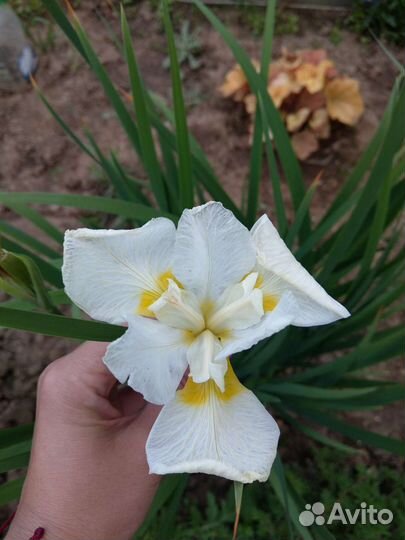 Ирис сибирский