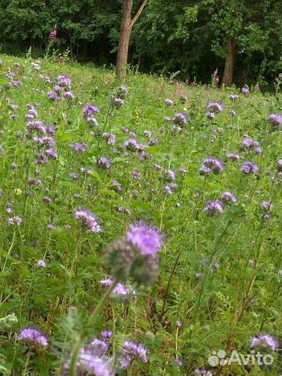 Семена фацелии медонос