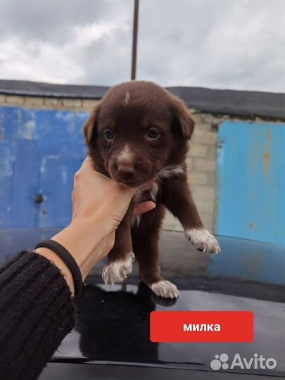 Карапузики щенки в добрые руки