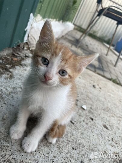 Кошки в добрые руки бесплатно