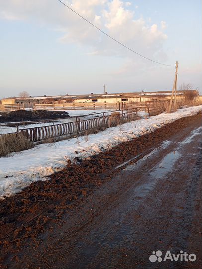 Животноводческая ферма