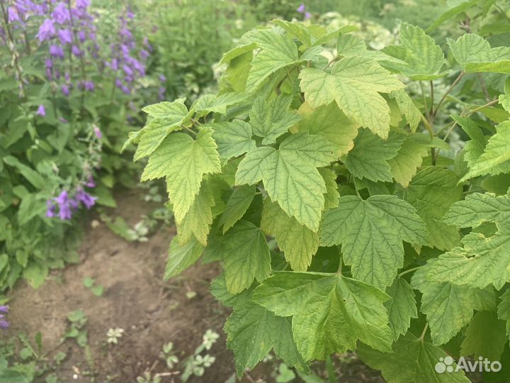 Листья смородины