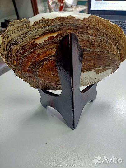 Сувенир ракушка жемчуг