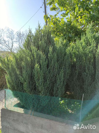 Можжевельник скальный