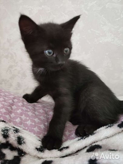 Котенок (девочка) 1,5 месяца