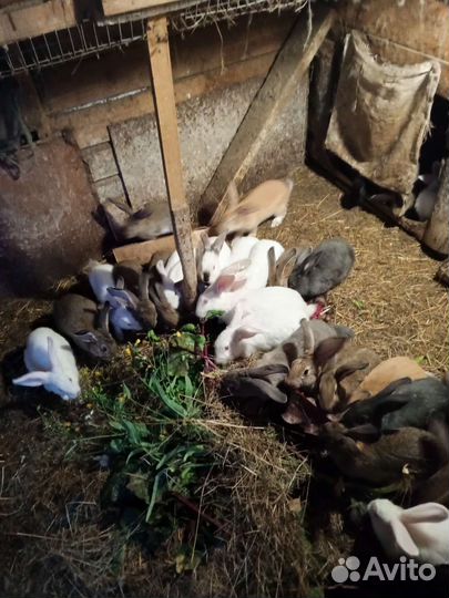 Домашние животные кролики