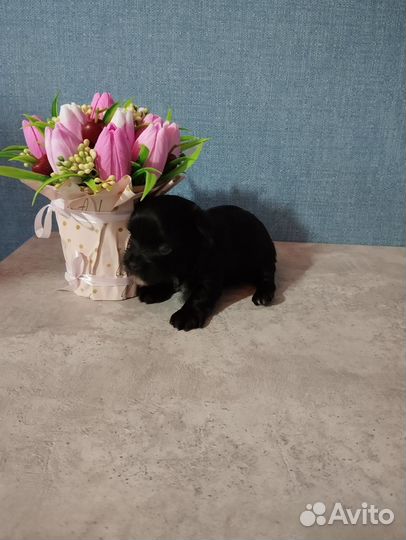 Цветные йорки