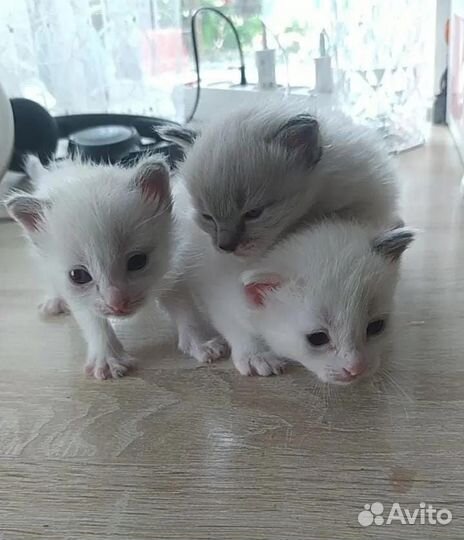 Домашние животные котята