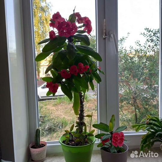 Эуфорбия миля молочай