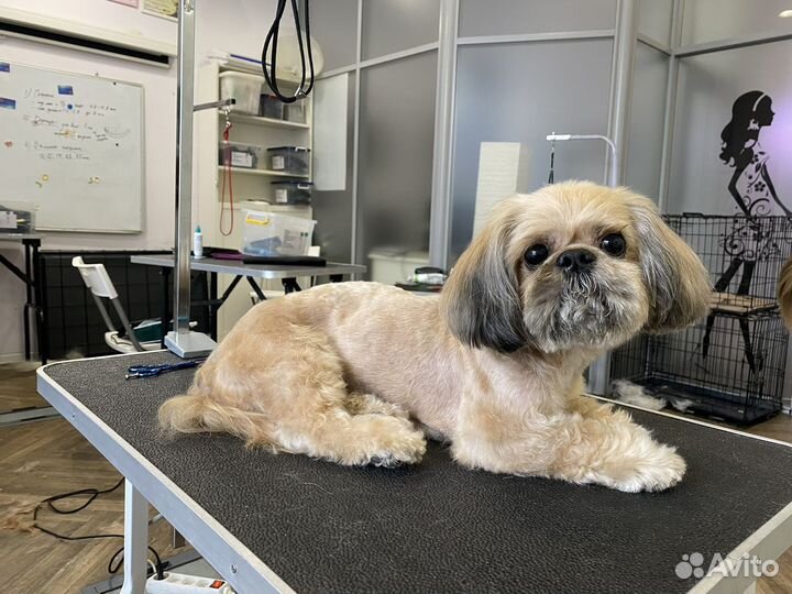Груминг собак на дому