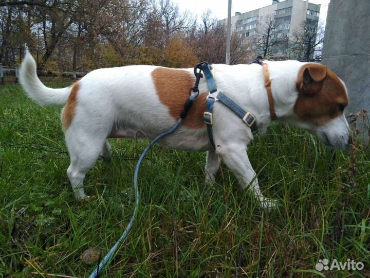 Джек Рассел терьер