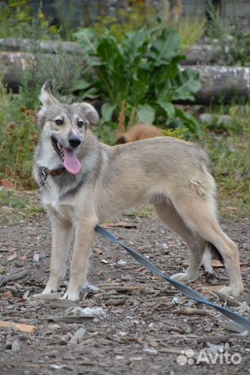 Лунтик ищет дом