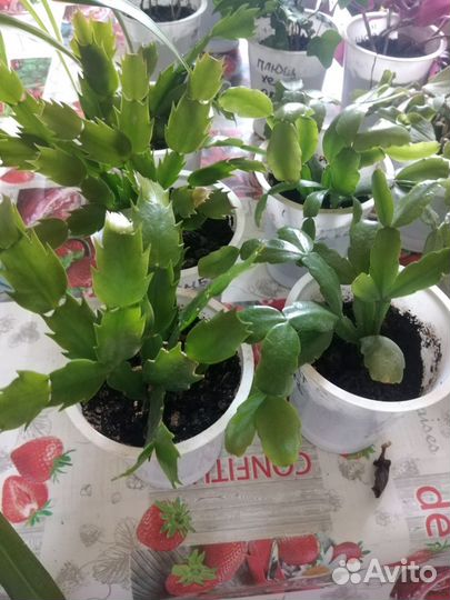 Комнатные растения