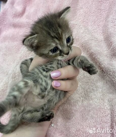 Котенок в дар бесплатно