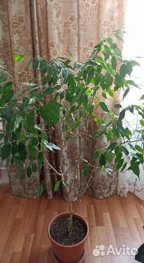 Фикус Бенджамина большой