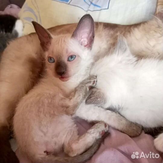 Кошки в добрые руки