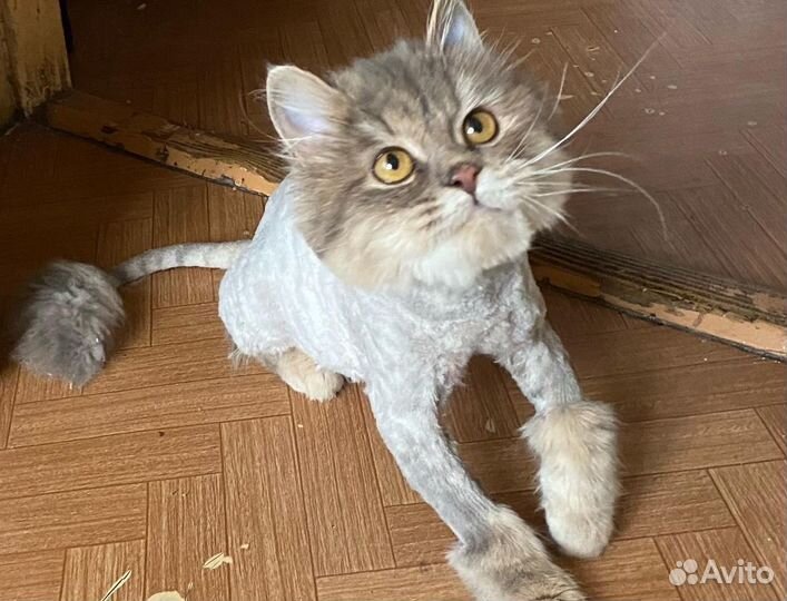 Груминг кошек