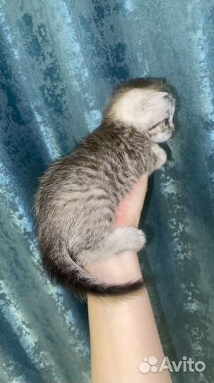 Британская кошка