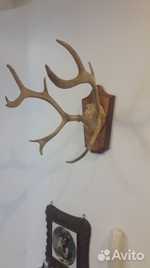 Рога косули на медальоне