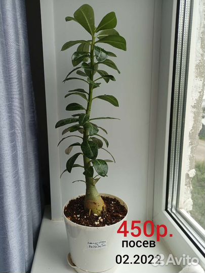 Адениум обесум (тучный) 1