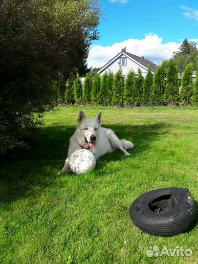 Помогу выбрать щенка овчарки