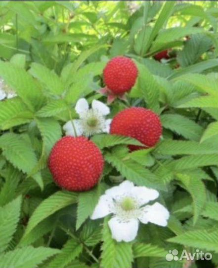 Малина, ежемалина