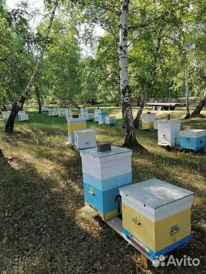 Пчелы