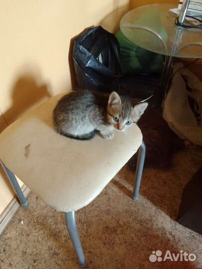 Отдам бесплатно