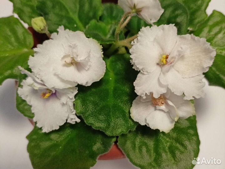 Фиалка белая