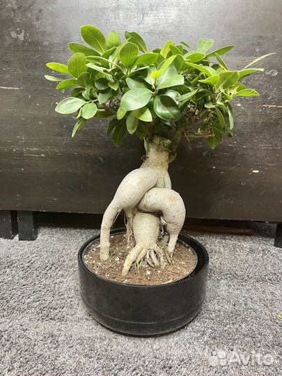 Дерево фикус бонсай комнатное растение