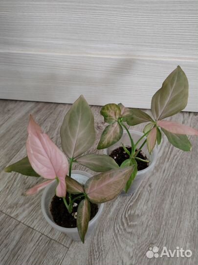 Фиттония Сингониум Гинура Пеперомия Нематантус