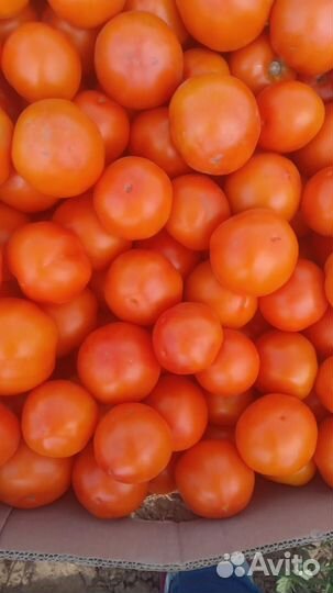 Помидоры и тыква оптом