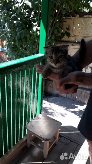 Отдам даром бесплатно