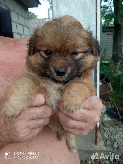 Собака в добрые руки отдам бесплатно