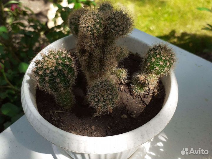 Кактус