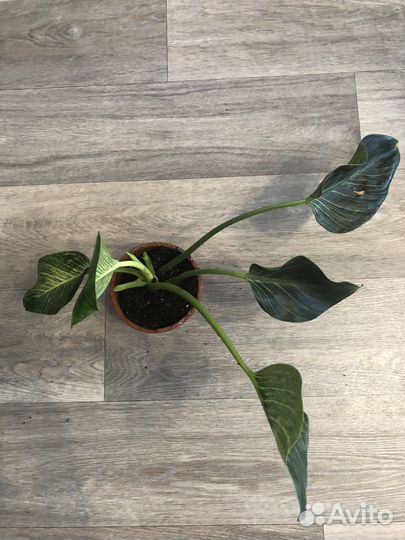 Филодендрон Биркин