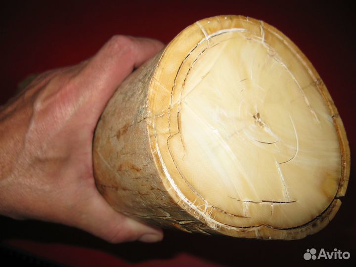 Бивень мамонта, 4 кг цена за весь кусок