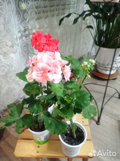 Герань пеларгония