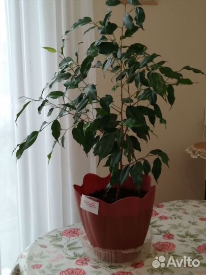 Фикус бенджамина