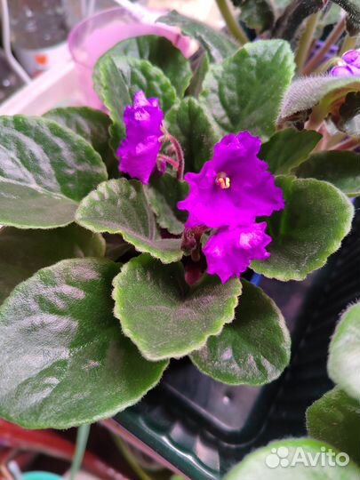 Фиалка неизвестный сорт