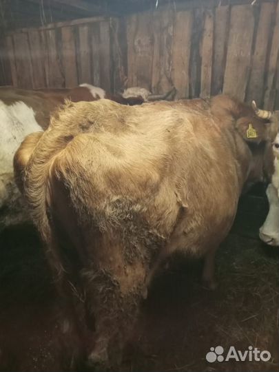 Корова стельная дойная