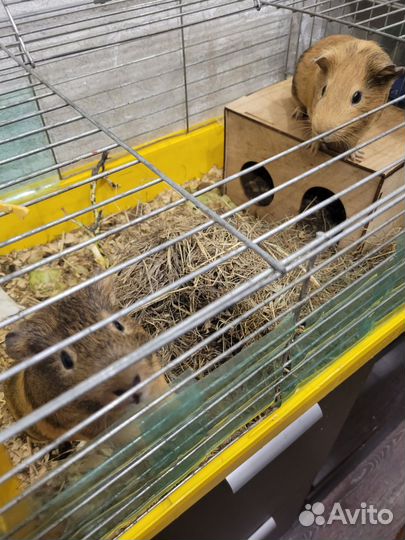 Морская свинка с клеткой бесплатно