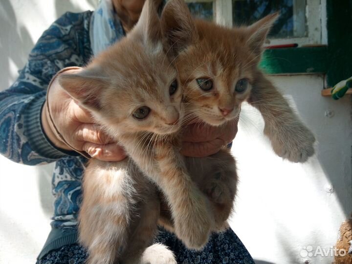 Котятки от бабушки Вали