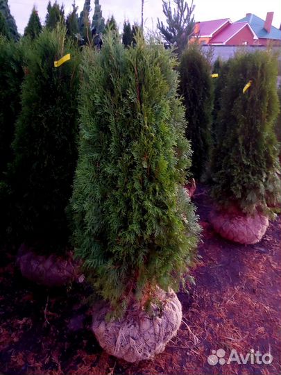 Ель обычная 3м+