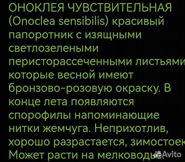 Садовое растение Оноклея (папоротник)