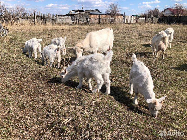 Козы и козлята
